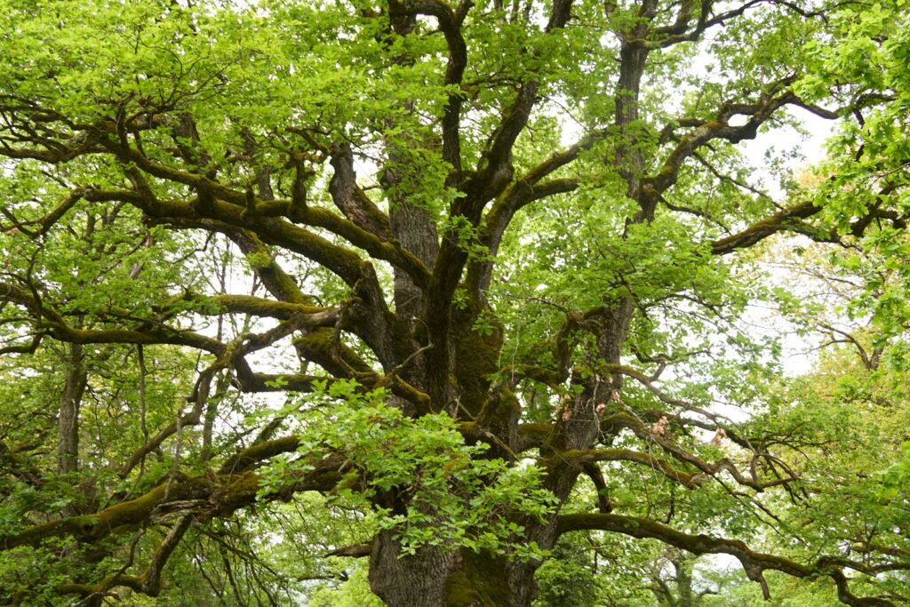 Roble centenario de copa amplia, símbolo de las bodas de roble